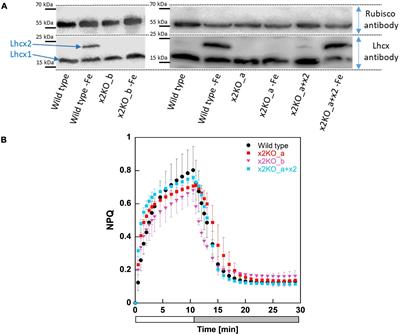 Impact of Lhcx2 on Acclimation to Low Iron Conditions in the Diatom Phaeodactylum tricornutum